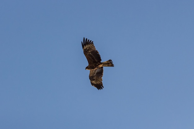 Vista de bajo ángulo del águila volando contra un cielo azul despejado