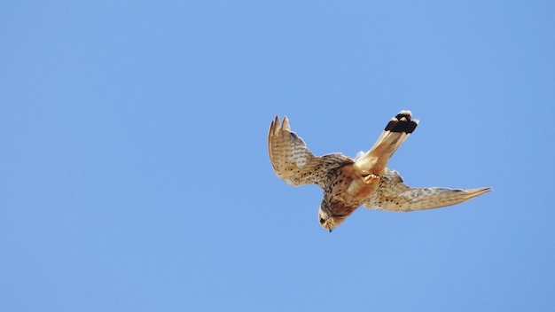 Foto vista de bajo ángulo del águila volando contra un cielo azul despejado