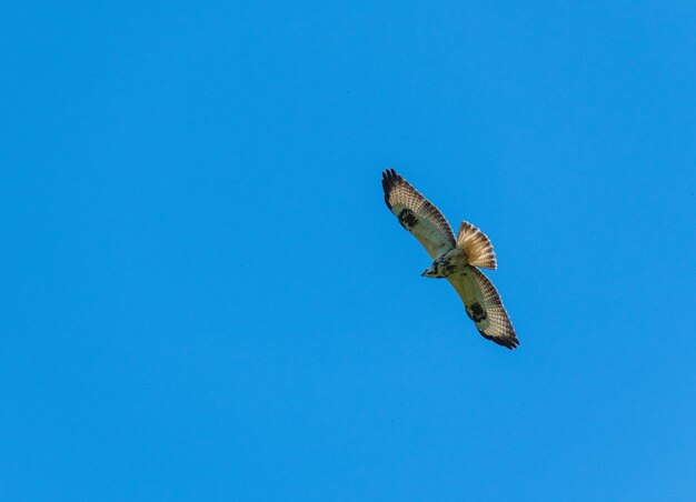 Foto vista de ángulo bajo de un águila volando contra el cielo azul
