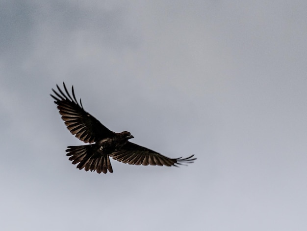 Foto vista de ángulo bajo de un águila volando contra un cielo despejado