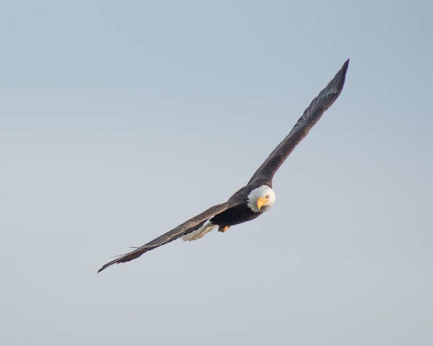 Vista de bajo ángulo del águila volando contra un cielo despejado