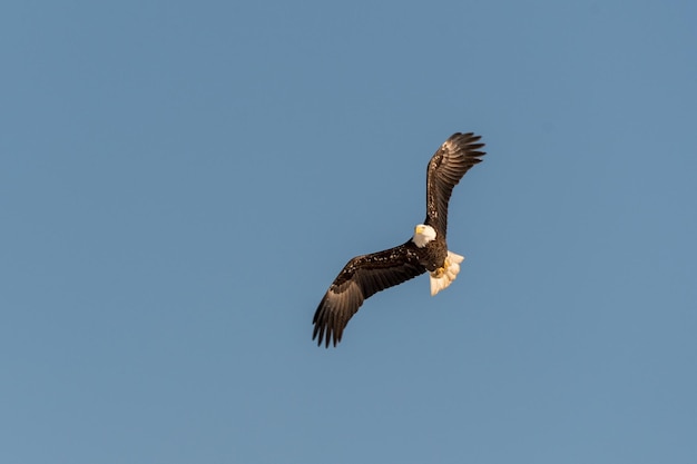 Vista de ángulo bajo de un águila volando contra un cielo despejado