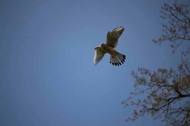 Foto vista de bajo ángulo del águila volando contra un cielo despejado