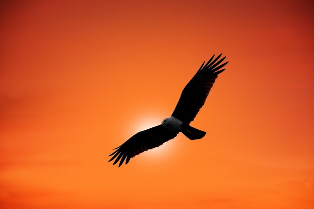 Foto vista de ángulo bajo de un águila volando contra el cielo durante la puesta de sol