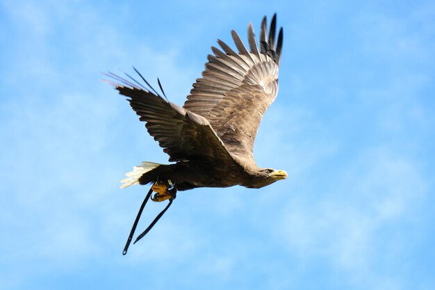 Foto vista de ángulo bajo de un águila volando contra el cielo