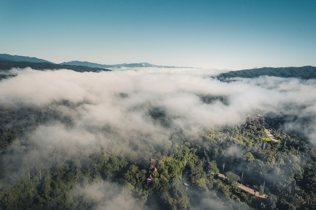 Vista de ángulo alta, de, el, bosque, y, niebla, por la mañana, arriba