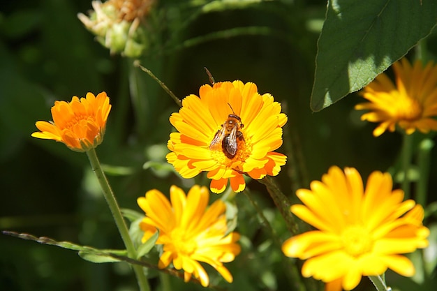 Foto vista de ángulo alto de la abeja en la flor amarilla durante el día soleado
