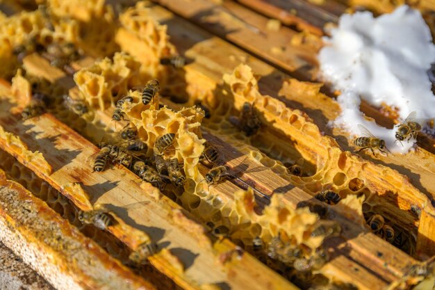 Foto vista de ángulo alto de la abeja en la madera