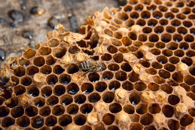 Vista de ángulo alto de la abeja en el panal