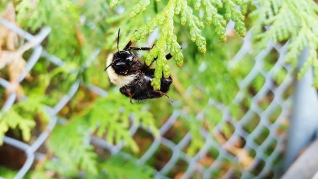 Foto vista de ángulo alto de la abeja en la planta