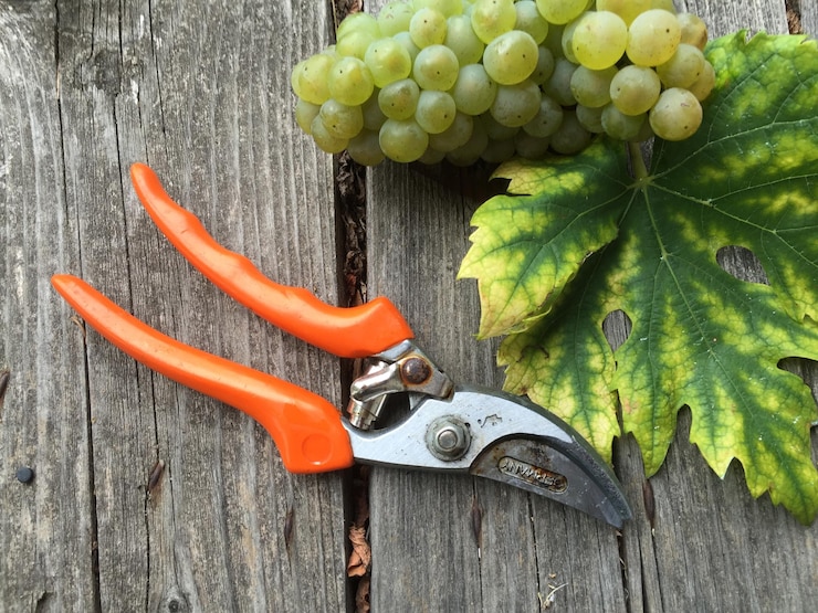 Foto vista de ángulo alto de alicates y uvas en una tabla de madera