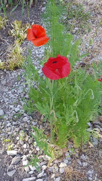 Foto vista de ángulo alto de la amapola en flor en el campo