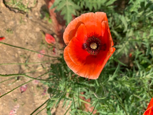 Foto vista de ángulo alto de la amapola naranja en el campo