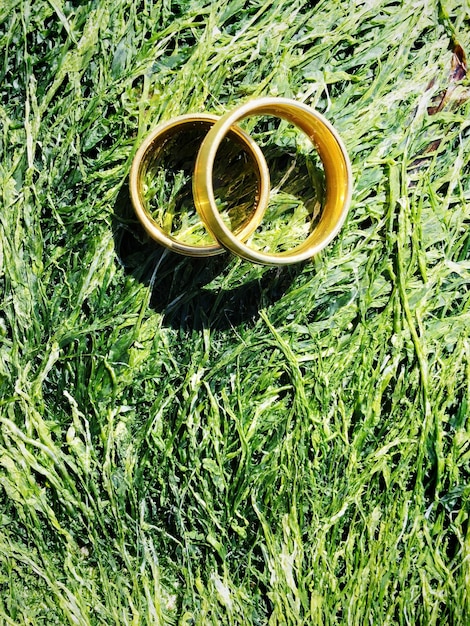 Vista de ángulo alto de los anillos de bodas en las algas