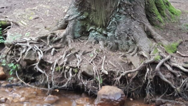 Foto vista de ángulo alto del árbol muerto