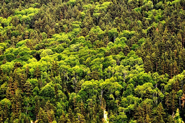 Vista de ángulo alto de los árboles en el bosque