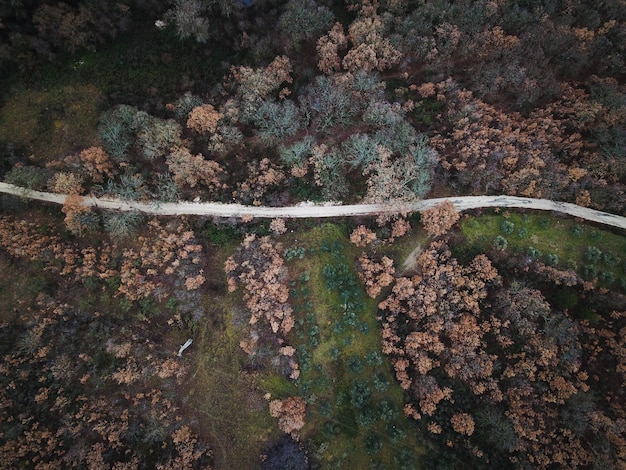 Vista de ángulo alto de los árboles en el bosque