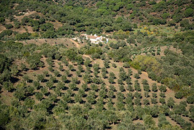 Foto vista de ángulo alto de los árboles en el bosque