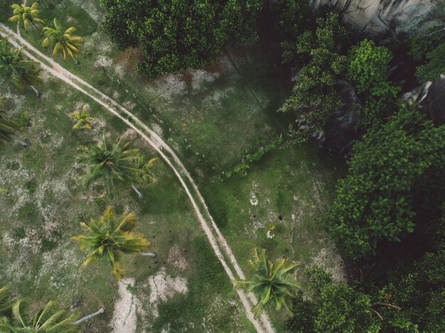 Foto vista de ángulo alto de los árboles en el bosque