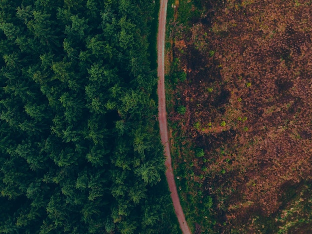 Foto vista de ángulo alto de los árboles en el bosque