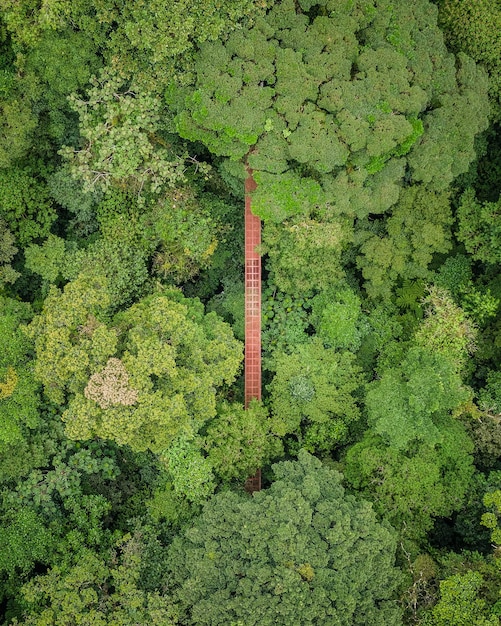 Vista de ángulo alto de los árboles en el bosque