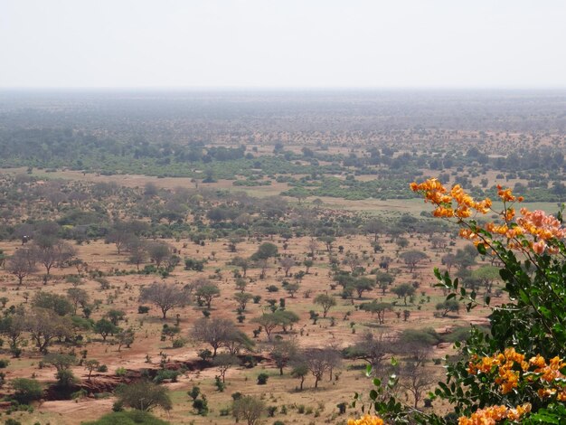 Foto vista de ángulo alto de los árboles en el campo contra el cielo