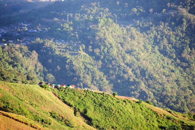 Foto vista de ángulo alto de los árboles en el campo