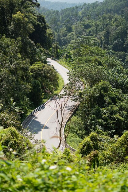 Foto vista de ángulo alto de árboles en medio de plantas