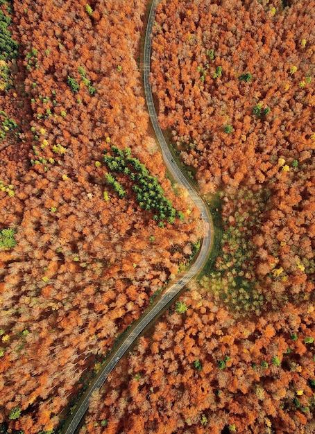 Foto vista en ángulo alto de los árboles durante el otoño