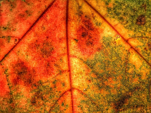 Foto vista desde un ángulo alto de los árboles durante el otoño