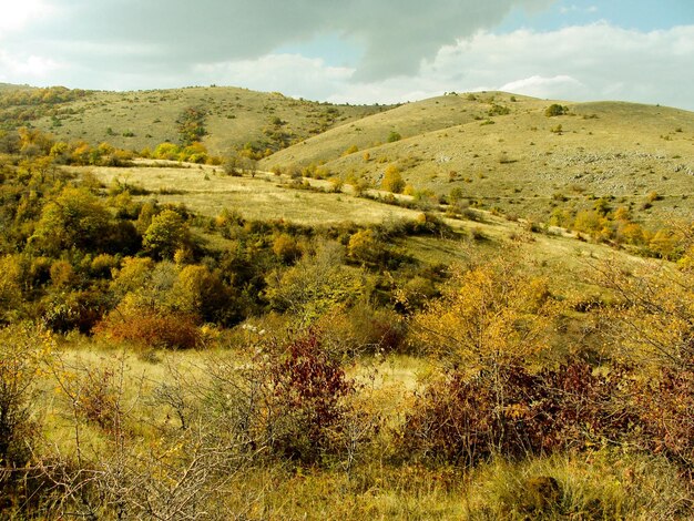 Foto vista de ángulo alto de los árboles en el paisaje cerca de las montañas contra el cielo nublado