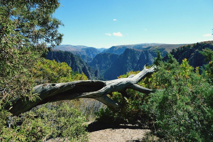 Foto vista de ángulo alto de los árboles en el paisaje de montaña
