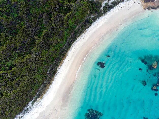 Foto vista de ángulo alto de los árboles en la playa