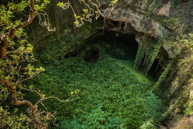 Vista de ángulo alto de los árboles que crecen en el bosque