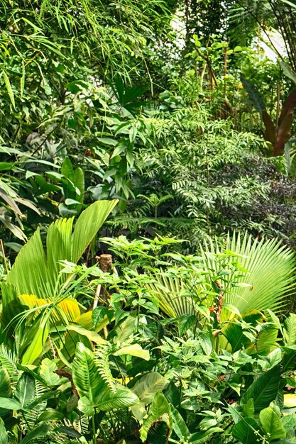 Foto vista de ángulo alto de los árboles que crecen en el campo