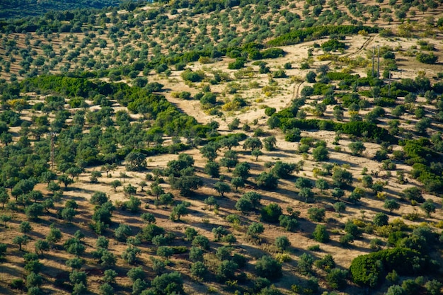 Vista de ángulo alto de los árboles que crecen en el paisaje
