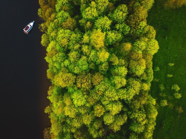 Foto vista de ángulo alto de los árboles por el río