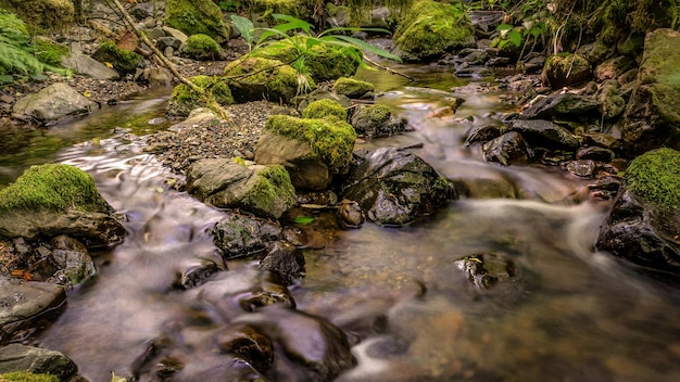 Vista de ángulo alto de un arroyo que fluye a través de las rocas en el bosque