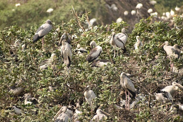 Foto vista de ángulo alto de las aves en el campo