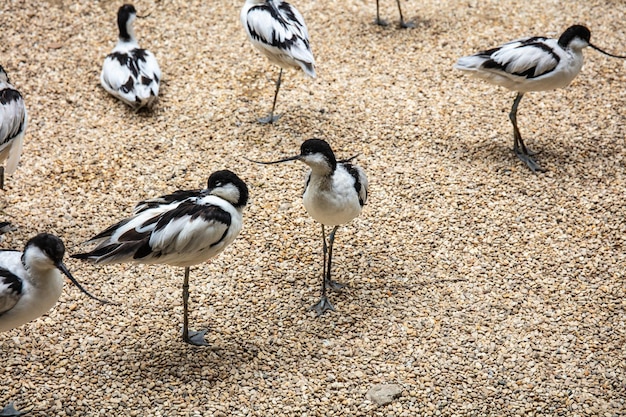 Foto vista de ángulo alto de las aves en el campo