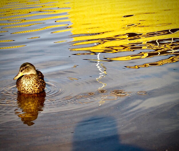 Foto vista de ángulo alto de las aves nadando en el lago