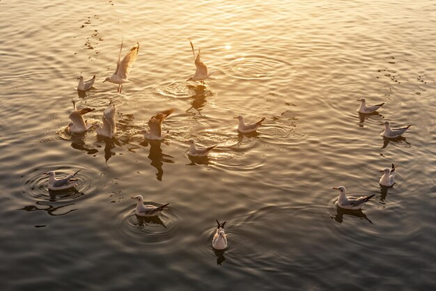 Foto vista de ángulo alto de las aves nadando en el lago