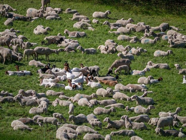 Foto vista de ángulo alto de las aves en tierra