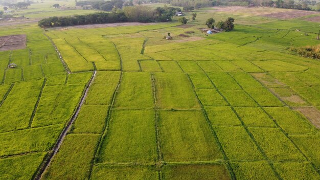 Foto vista en ángulo alto del campo agrícola