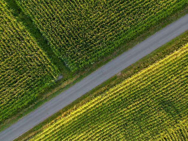 Foto vista en ángulo alto del campo agrícola