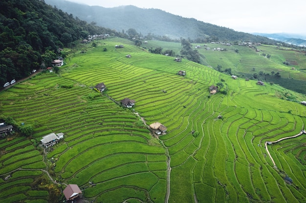 Vista de ángulo alto Campo de arroz verde en terrazas en Chiangmai
