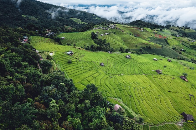 Vista de ángulo alto Campo de arroz verde en terrazas en Chiangmai