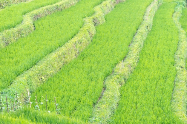 Foto vista en ángulo alto del campo de arroz