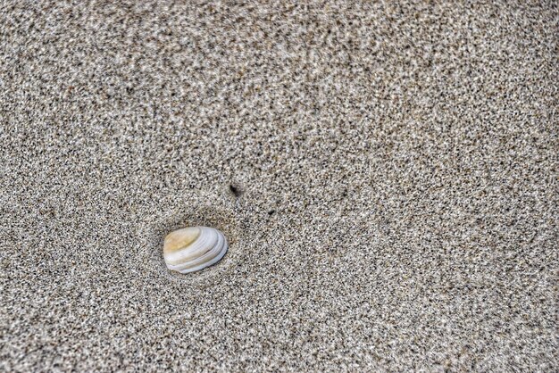 Foto vista de ángulo alto del caracol en la playa