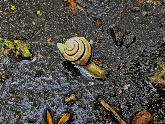 Foto vista de ángulo alto del caracol en el suelo